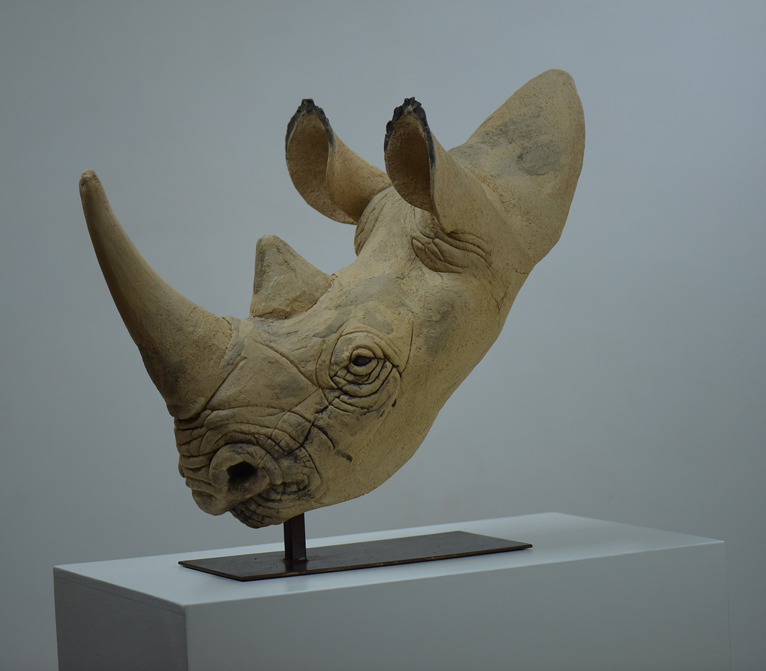 Black Rhino by Rénald Pierre