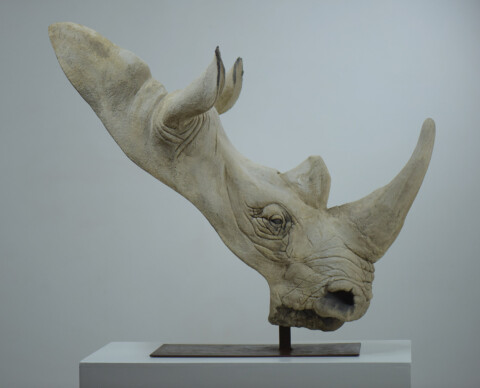Large White Rhino