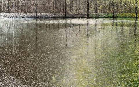 Etang en forêt