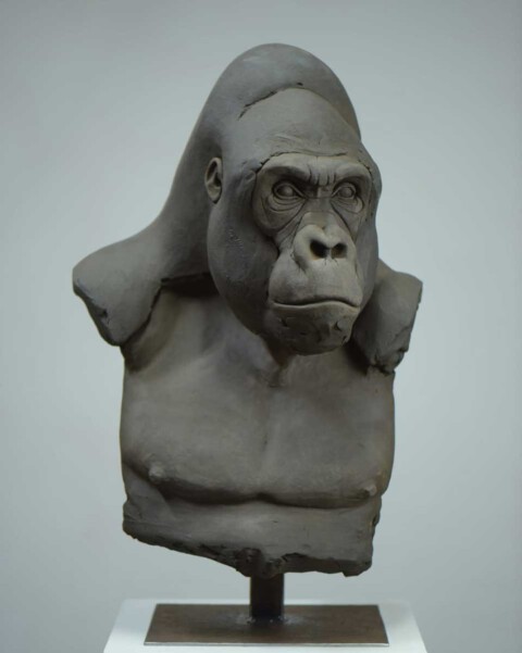 Eastern Lowland Gorilla