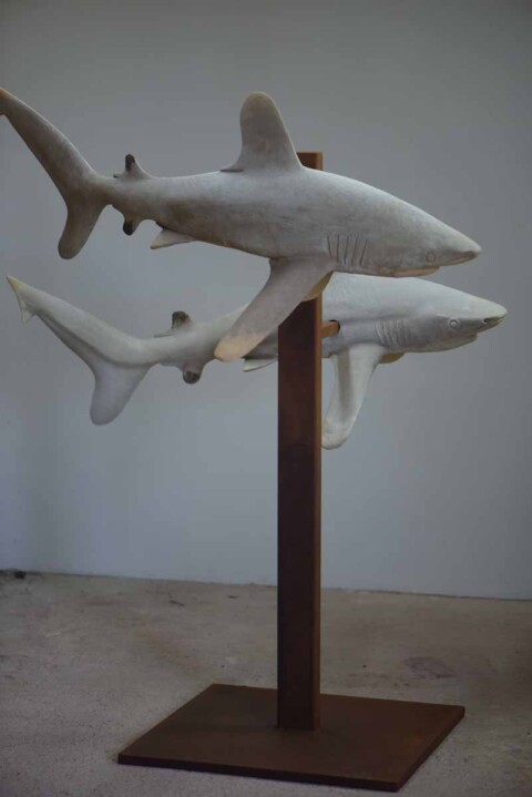 Duo de requins